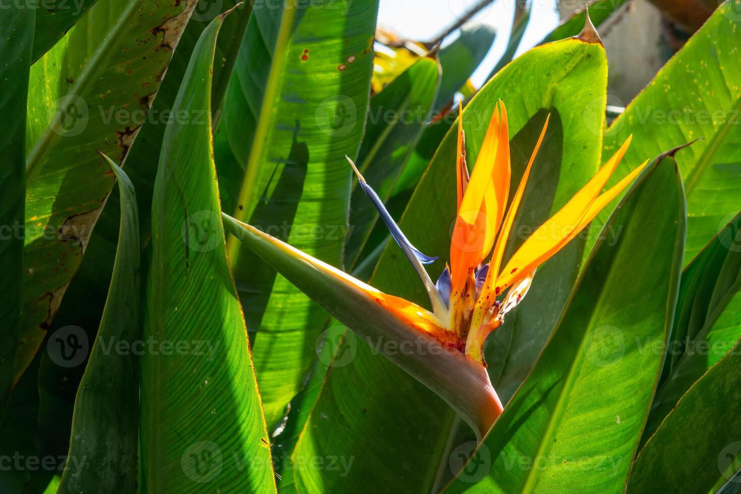 Strelitzia reginae - original red and yellow flower of a tropical plant photo