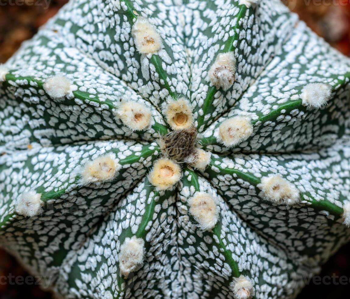 Cacti Astrophytum asterias cv. Super Kabuto, close-up of a hybrid plant from a botanical collection photo