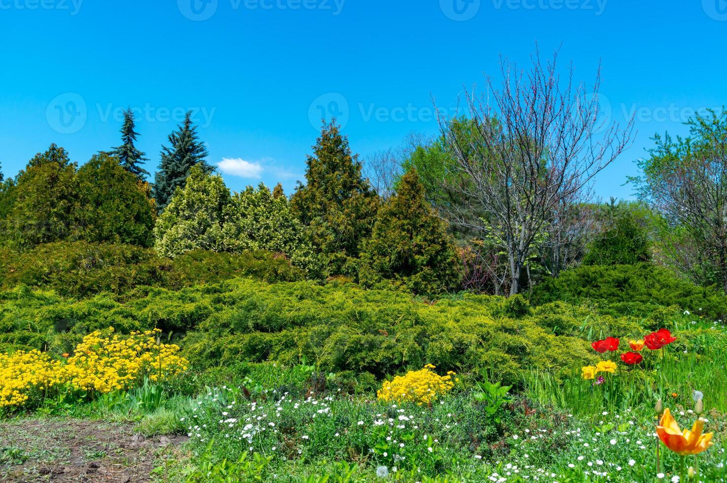 Flower bed with different types of plants against the background of coniferous trees in spring in a botanical garden photo