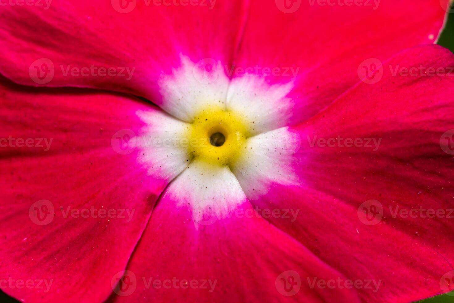 Catharanthus roseus - close-up of flowers of a plant with red petals photo