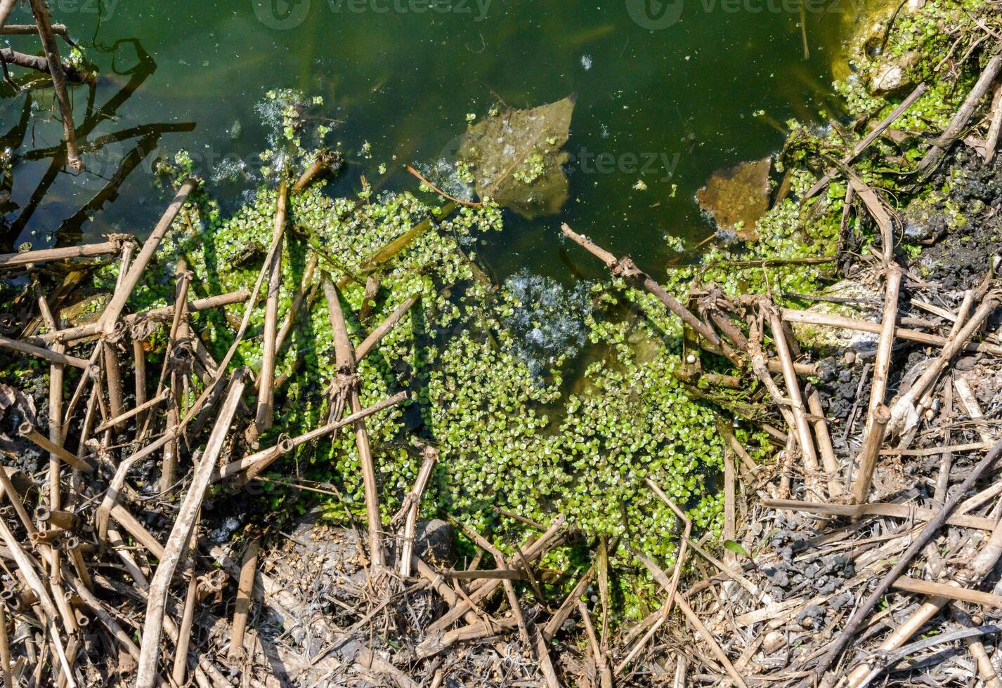Eutrophic settling pond overgrown with aquatic plants duckweed Lemna turionifera and Wolffia arrhiza photo