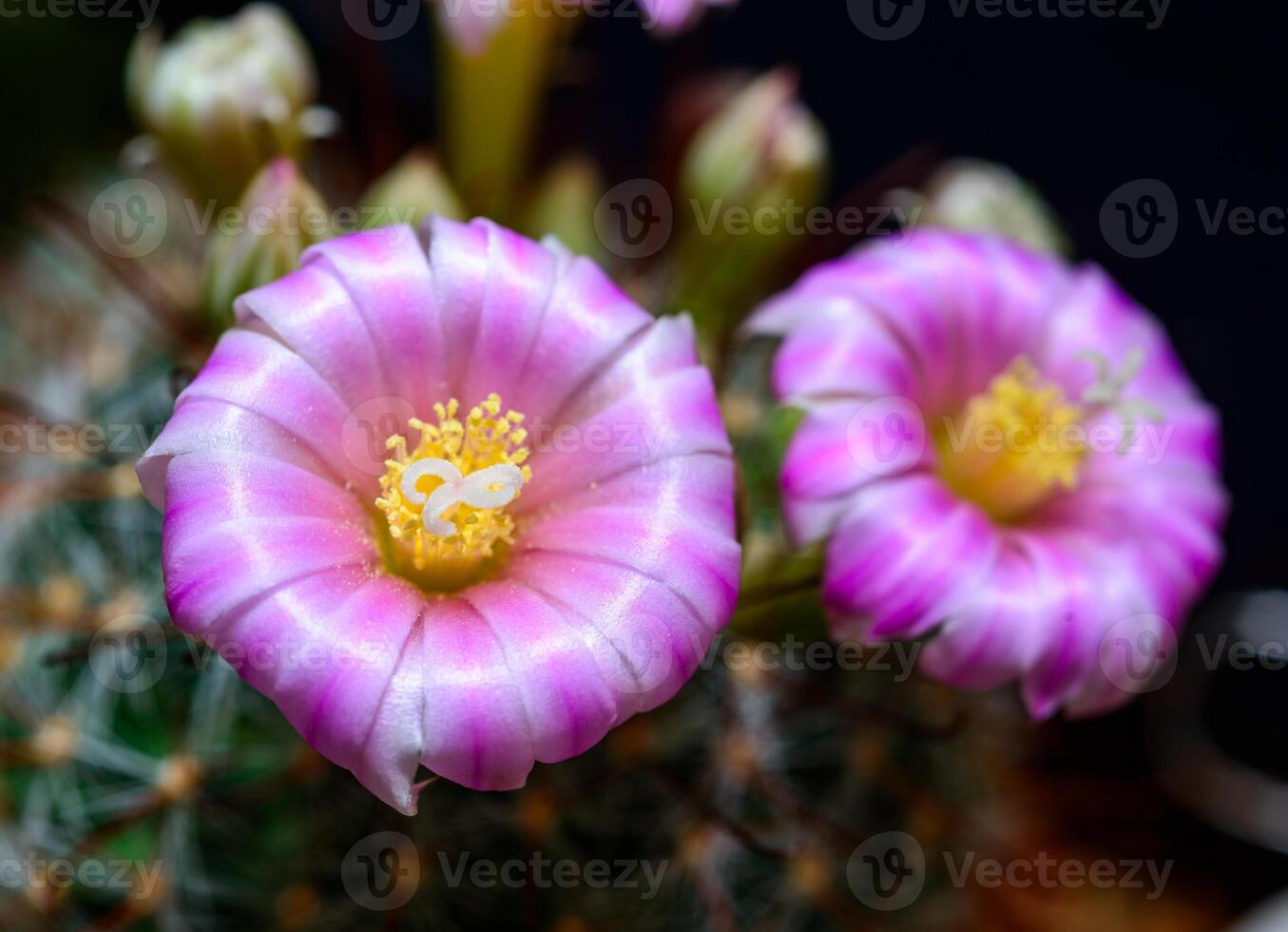 Mammillaria sp., close-up of a cactus blooming with pink flowers in spring photo