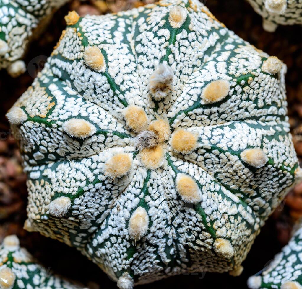 Cacti Astrophytum asterias cv. Super Kabuto, close-up of a hybrid plant from a botanical collection photo