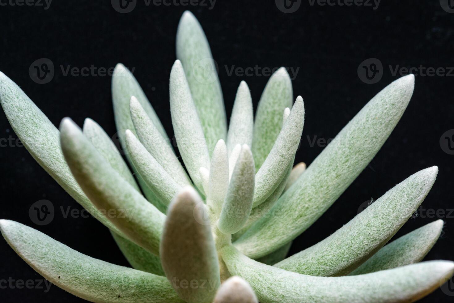 Senecio scaposus - succulent plant with thick succulent leaves photo