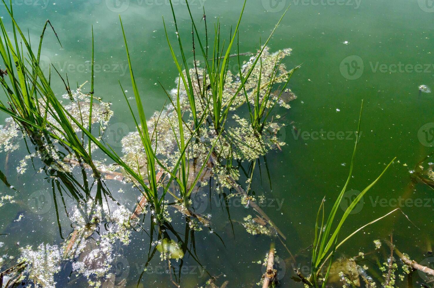 Duckweed aquatic plant floating on water and cattail leaves in a quiet backwater of a pond photo
