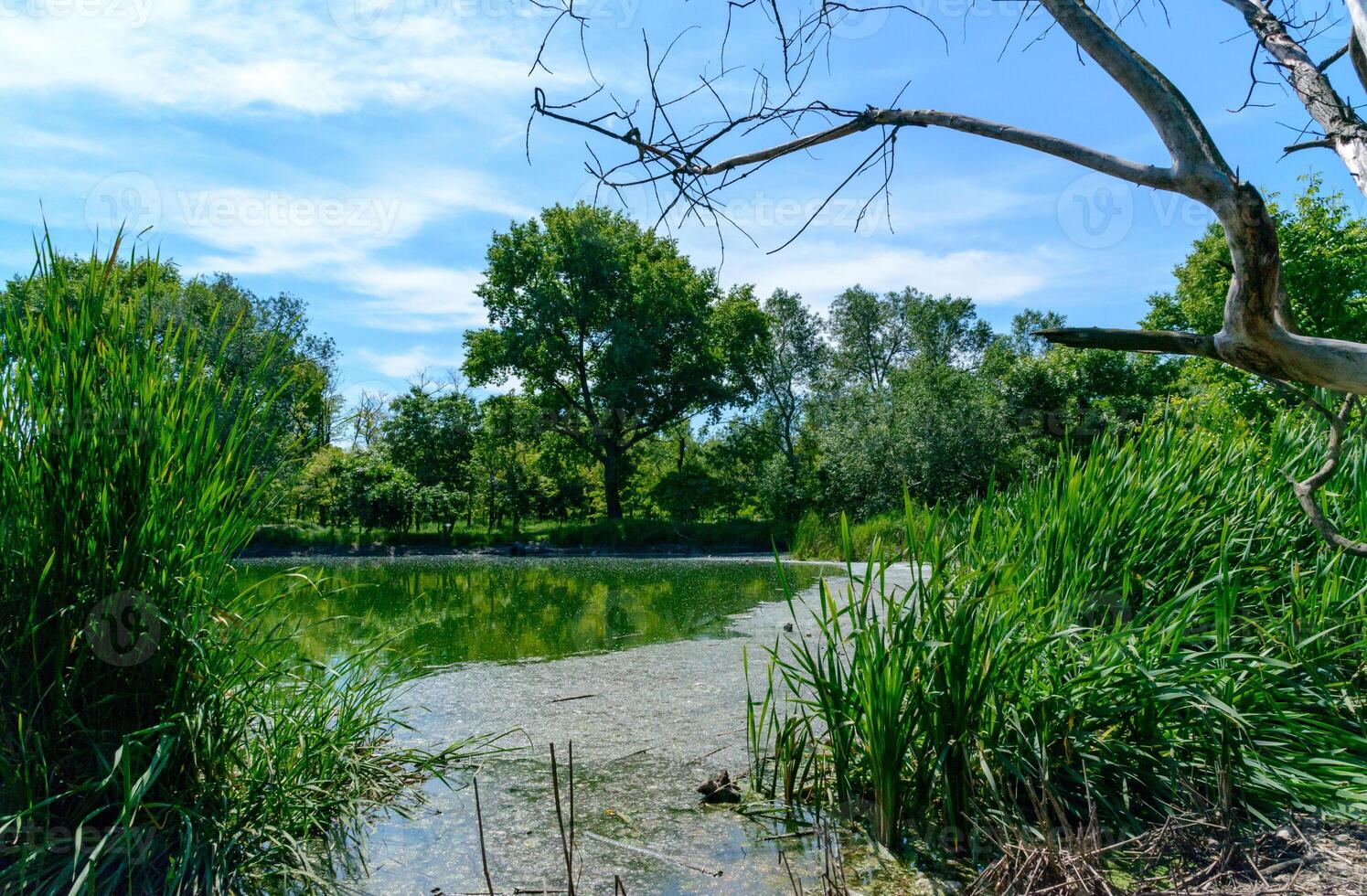 A tranquil pond surrounded by lush green grass and trees photo
