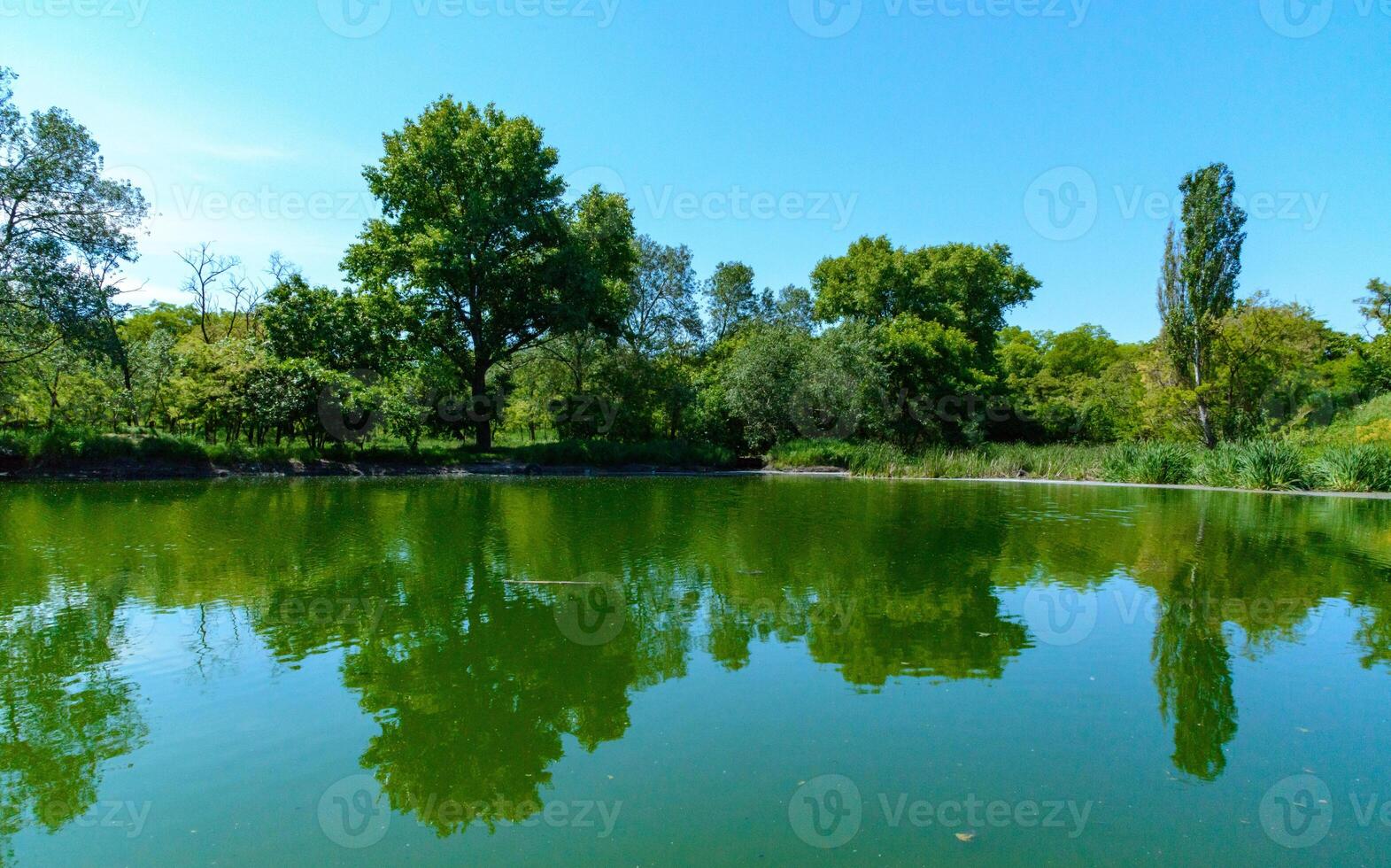 Green lake reflecting the trees on its bank on a sunny day photo