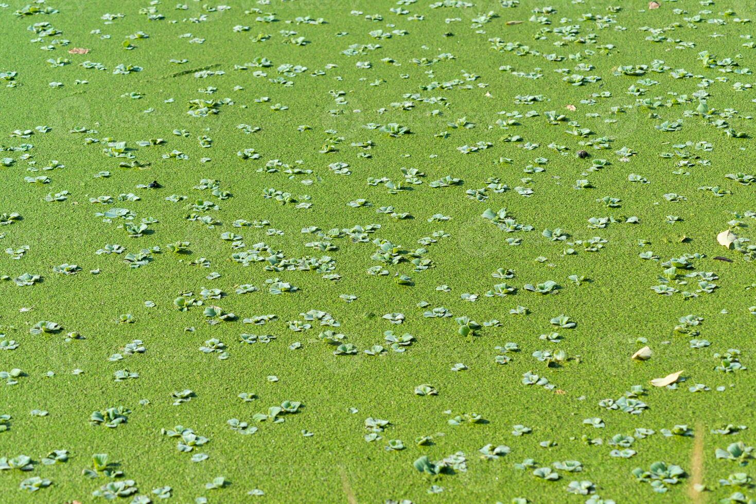 Tropical Pistia in a lake completely overgrown with duckweed and Wolffia in Odessa photo