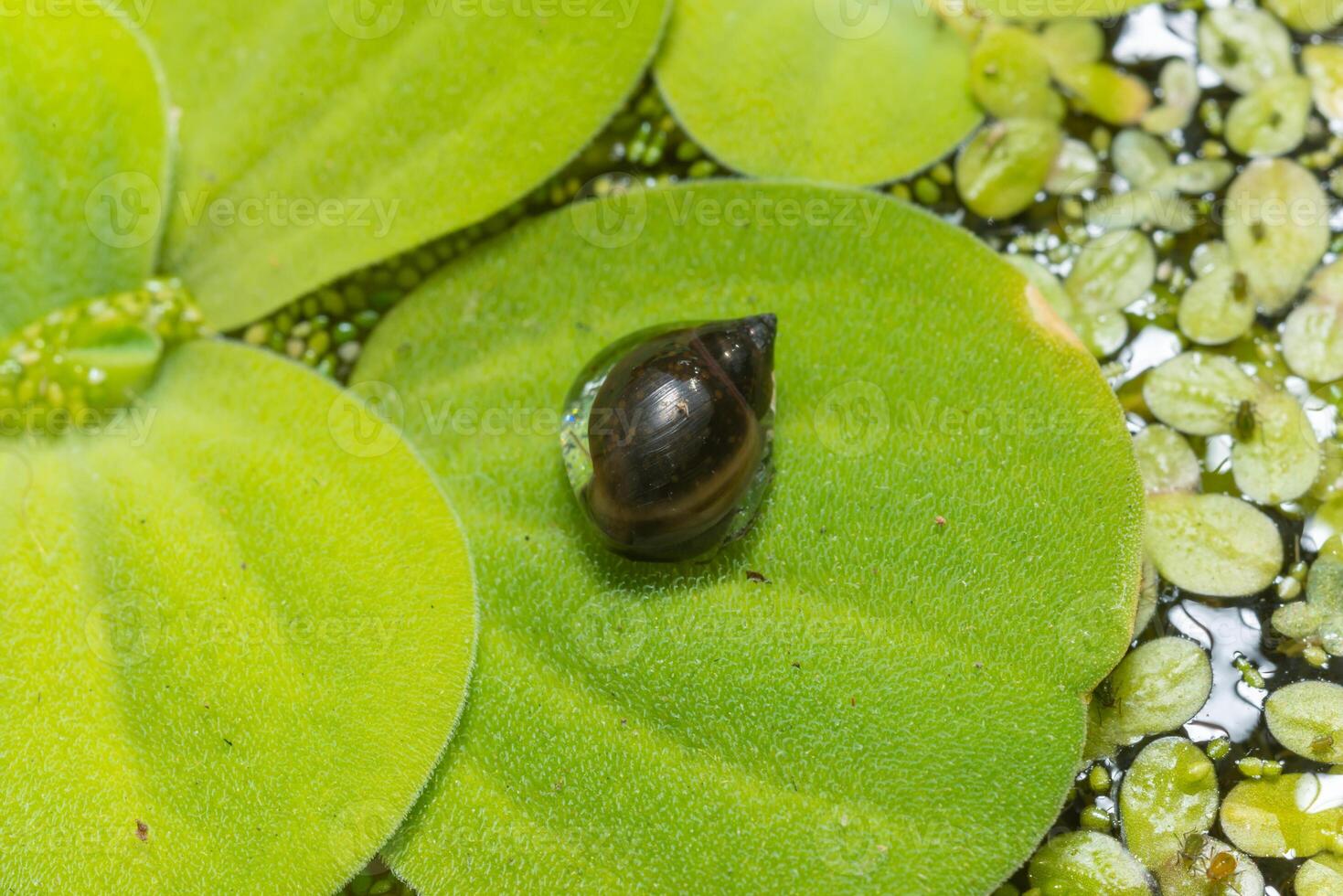 Invasive species Gastropods Physa acuta in a lake on a leaf of the invader Pistia photo