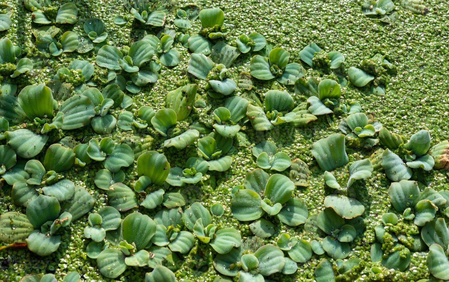 Tropical Pistia in a lake completely overgrown with duckweed and Wolffia in Odessa photo