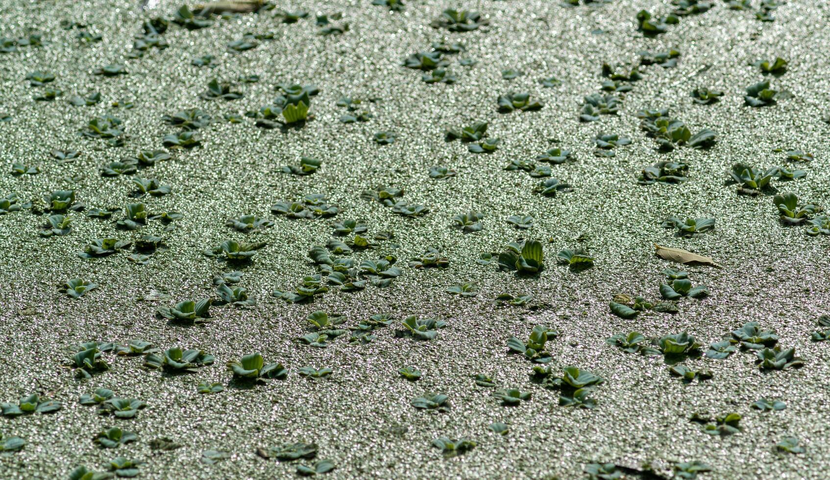 Tropical Pistia in a lake completely overgrown with duckweed and Wolffia in Odessa photo