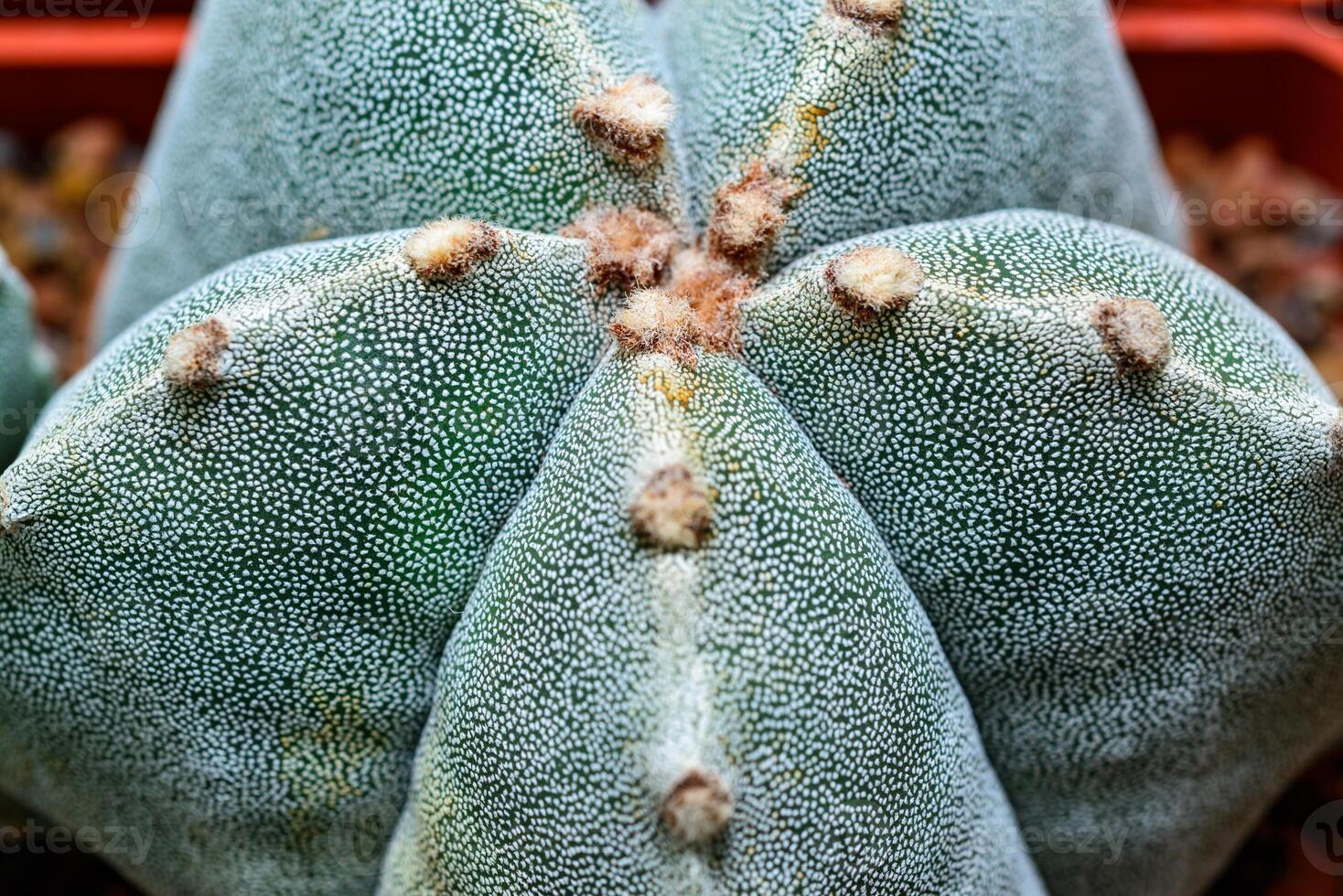 Cacti Astrophytum myriostigma - thornless cactus with white arola in the botanical collection photo