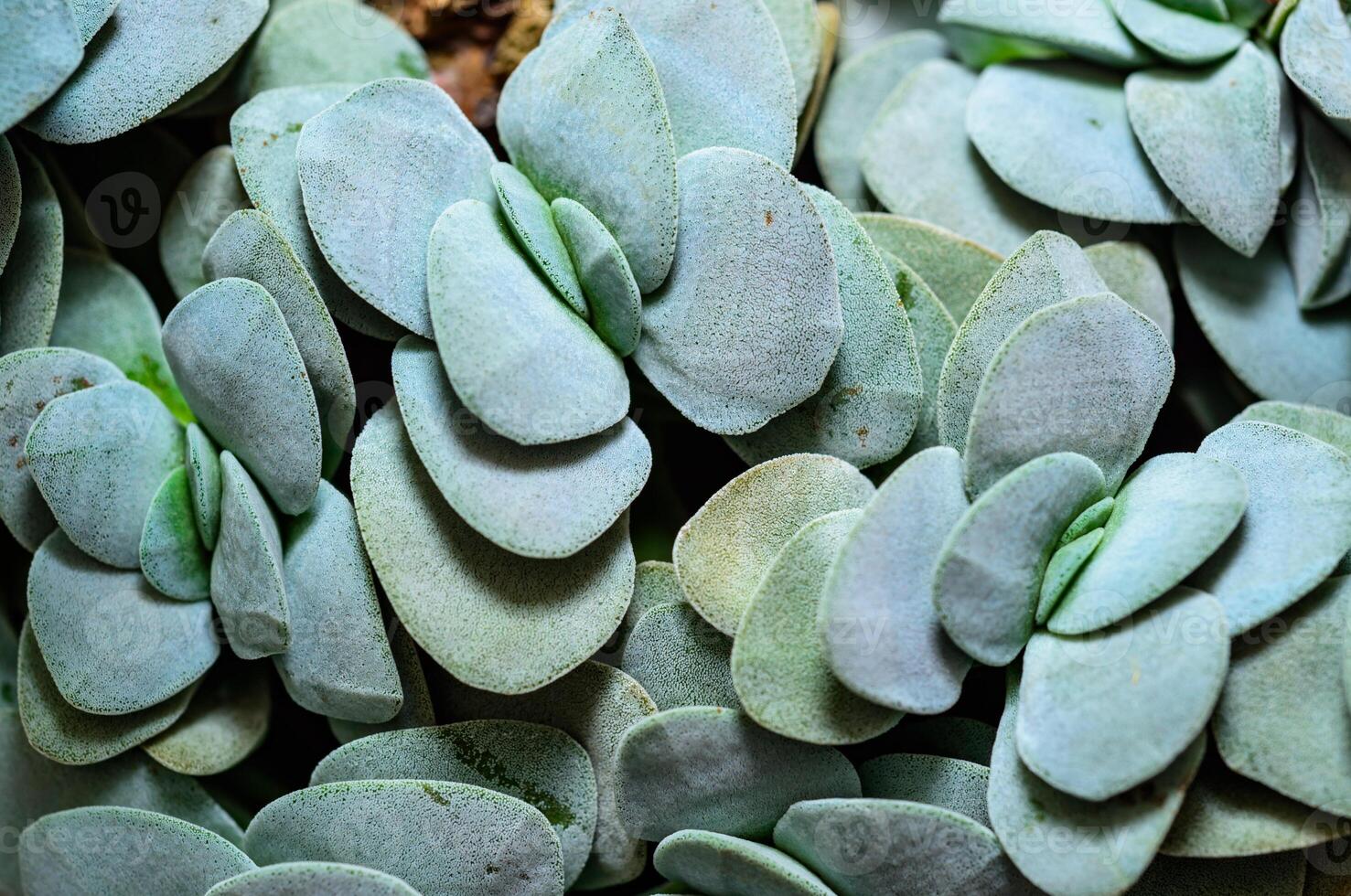 Crassula tecta - succulent plant with succulent leaves from botanical collection photo