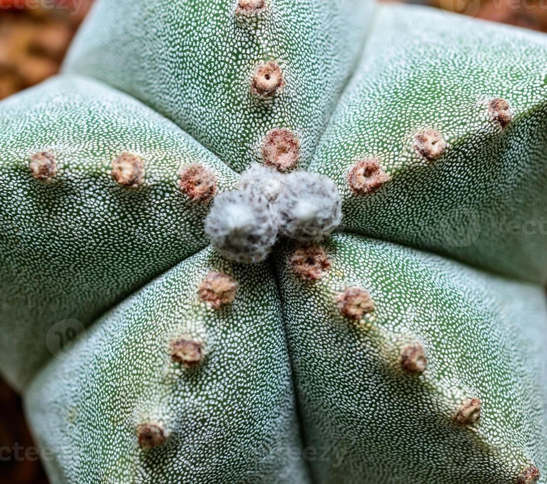 Cacti Astrophytum myriostigma - thornless cactus with white arola in the botanical collection photo