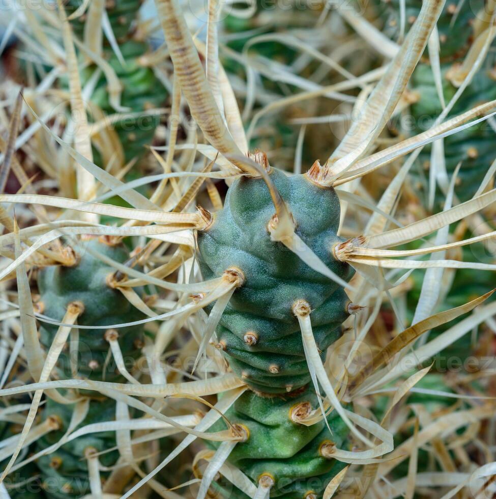 Tephrocactus papyracanthus - Detailed macro shot highlighting the sharp spines and textured surface of a cactus photo