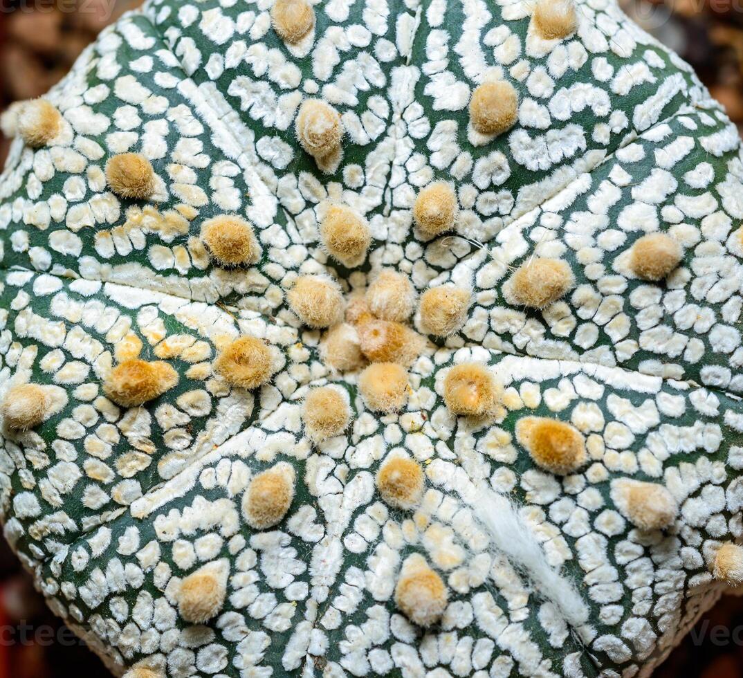 Cacti Astrophytum asterias cv. Super Kabuto, close-up of a hybrid plant from a botanical collection photo