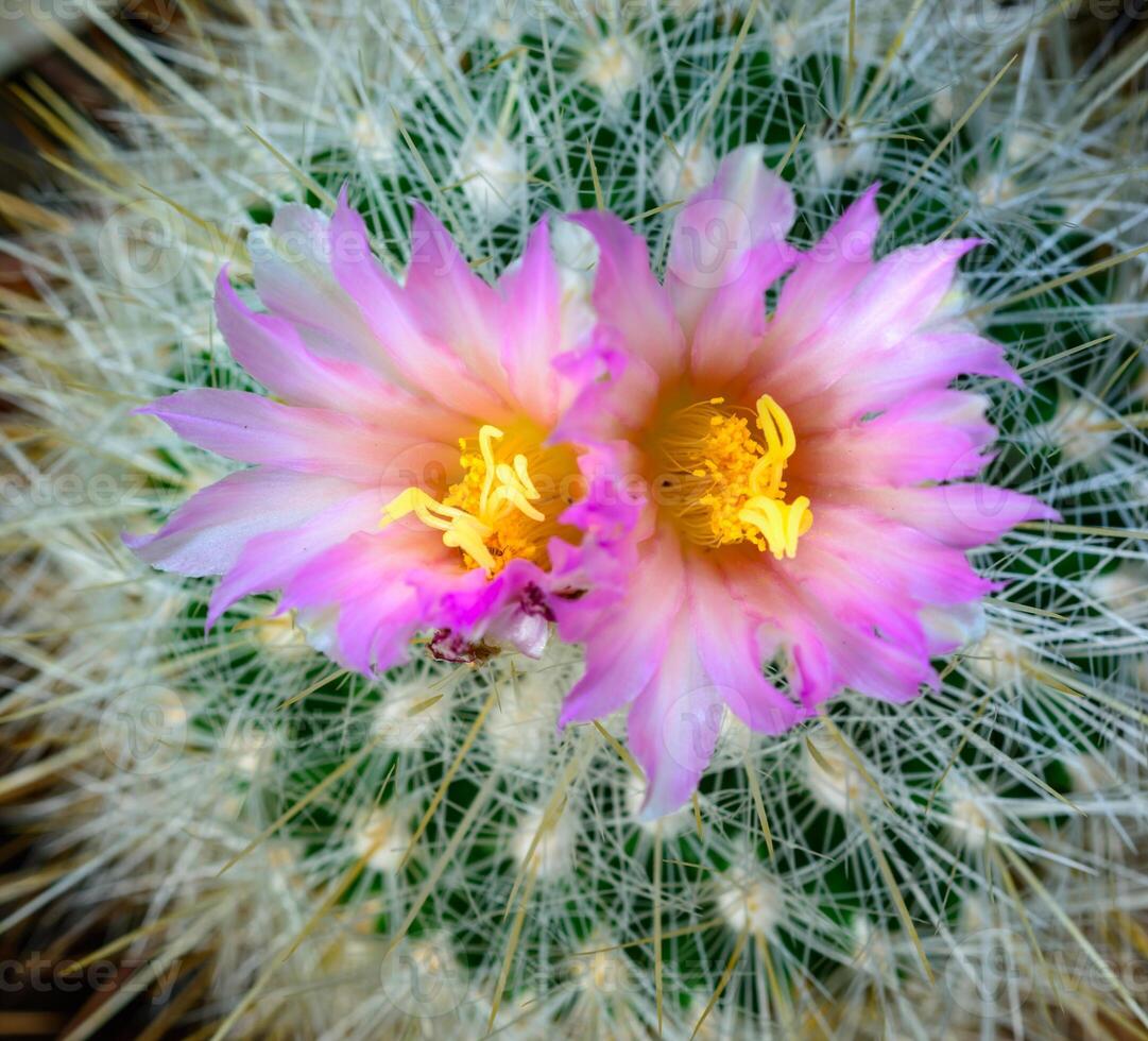 Mammillaria sp., close-up of a cactus blooming with pink flowers in spring photo