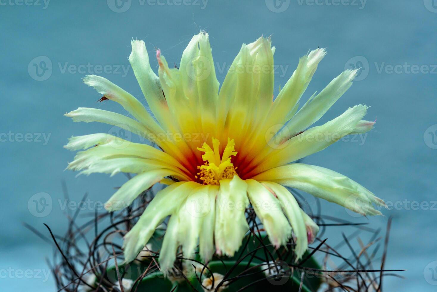 Astrophytum sp. - cactus blooming with yellow flowers in the spring collection, Ukraine photo