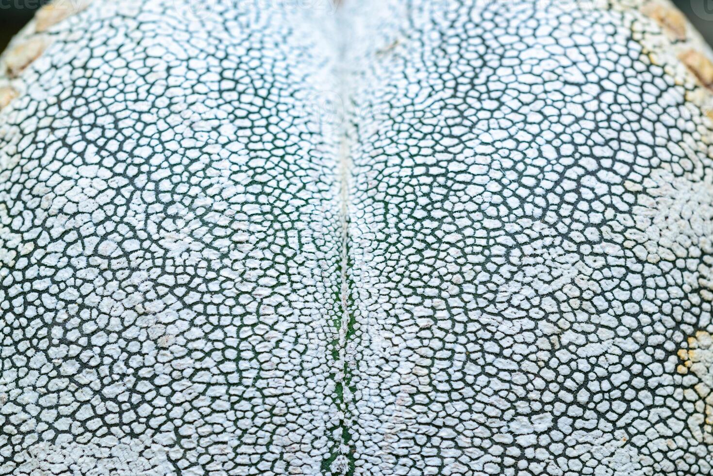 Side view, Close-up of Astrophytum cactus with small dots on stem in botanical collection photo