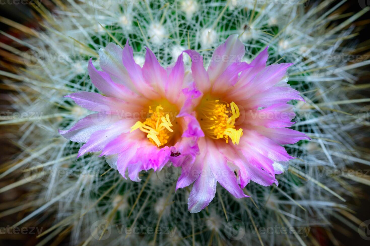 Mammillaria sp., close-up of a cactus blooming with pink flowers in spring photo