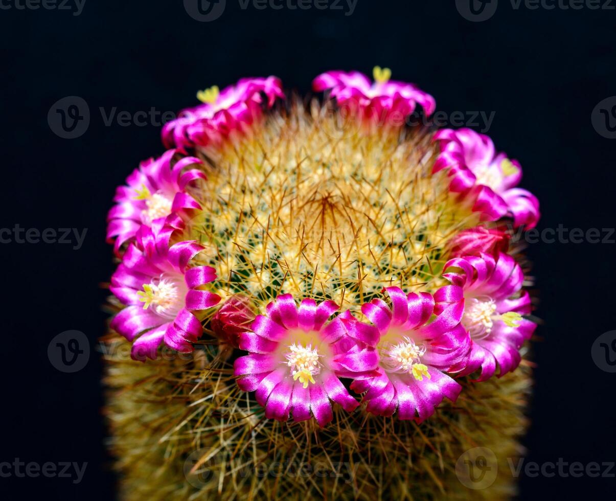 Mammillaria sp., close-up of a cactus blooming with pink flowers in spring photo