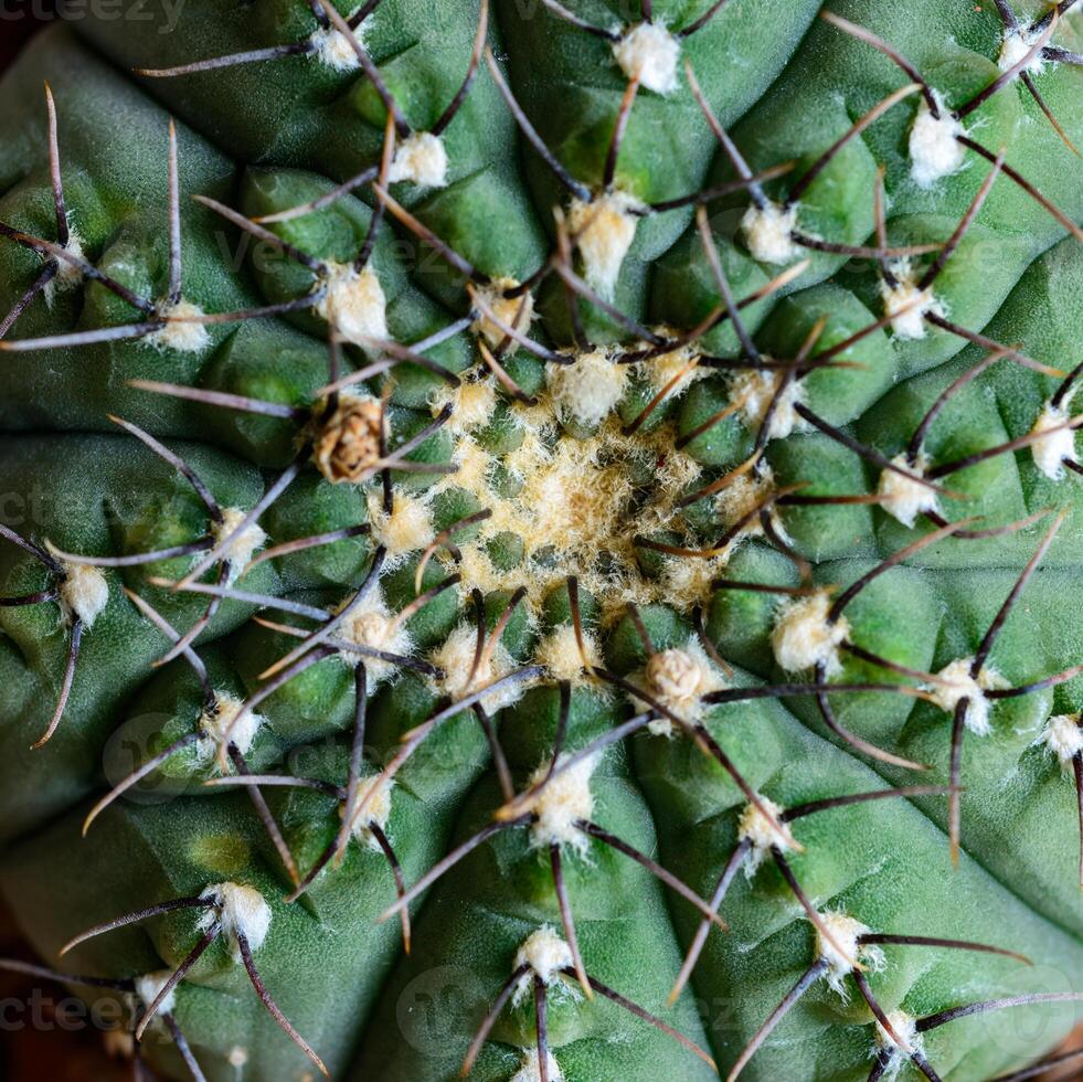 Gymnocalycium sp., Close-up of a cactus in a botanical collection photo