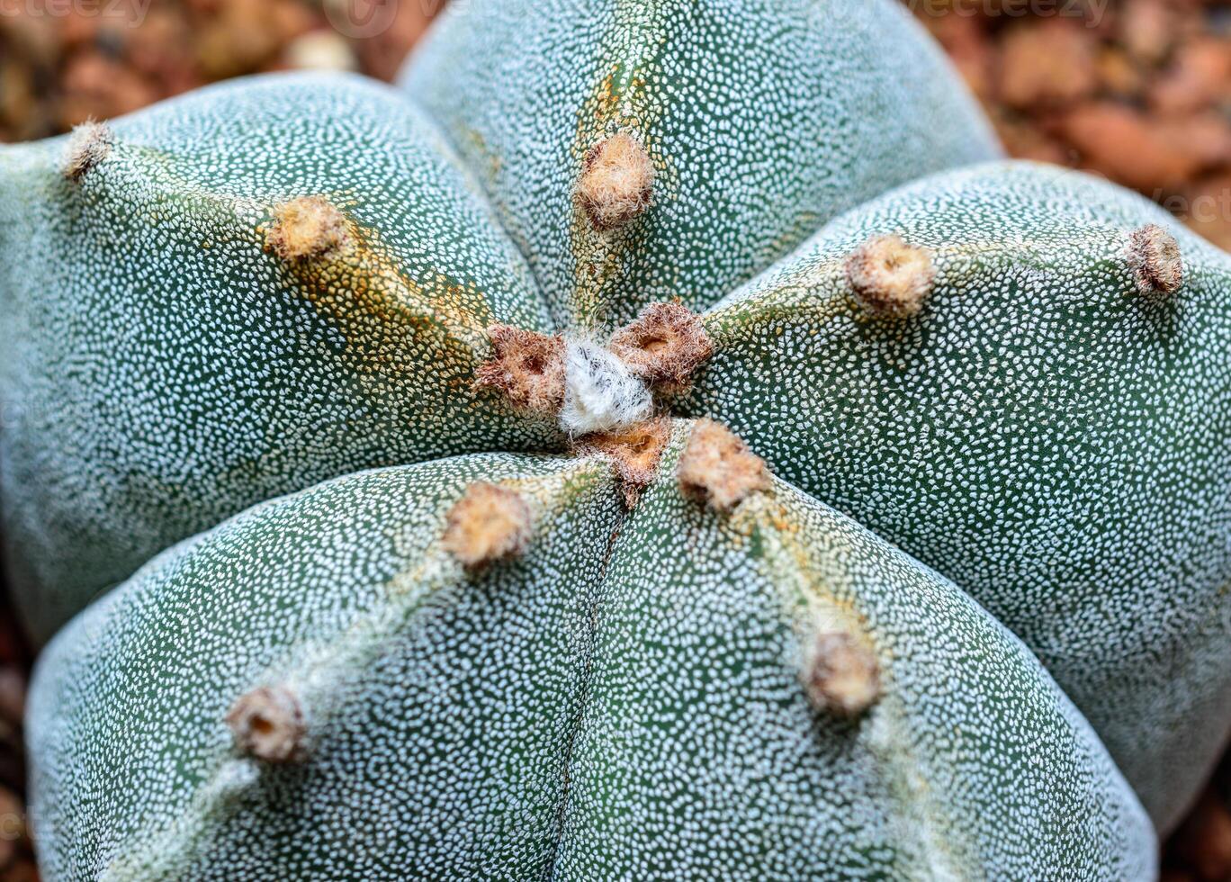 Cacti Astrophytum myriostigma - thornless cactus with white arola in the botanical collection photo