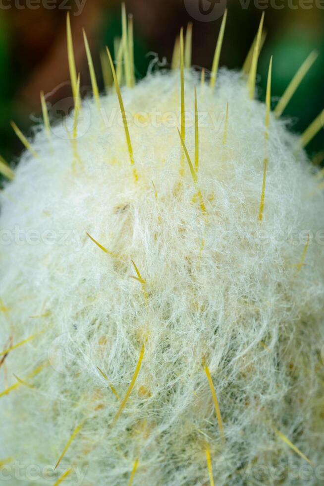 Espostoa melanostele - cactus with yellow spines and white fluff in a botanical collection, Ukraine photo