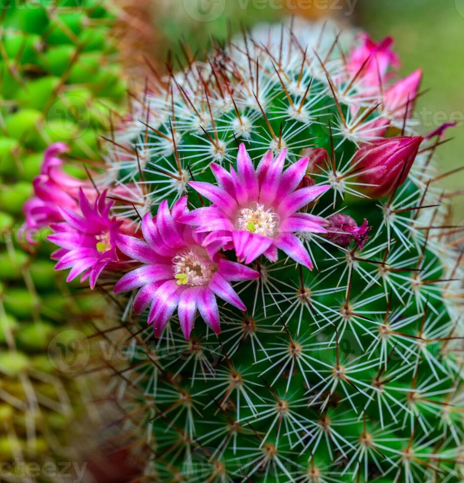 Mammillaria sp., close-up of a cactus blooming with pink flowers in spring photo