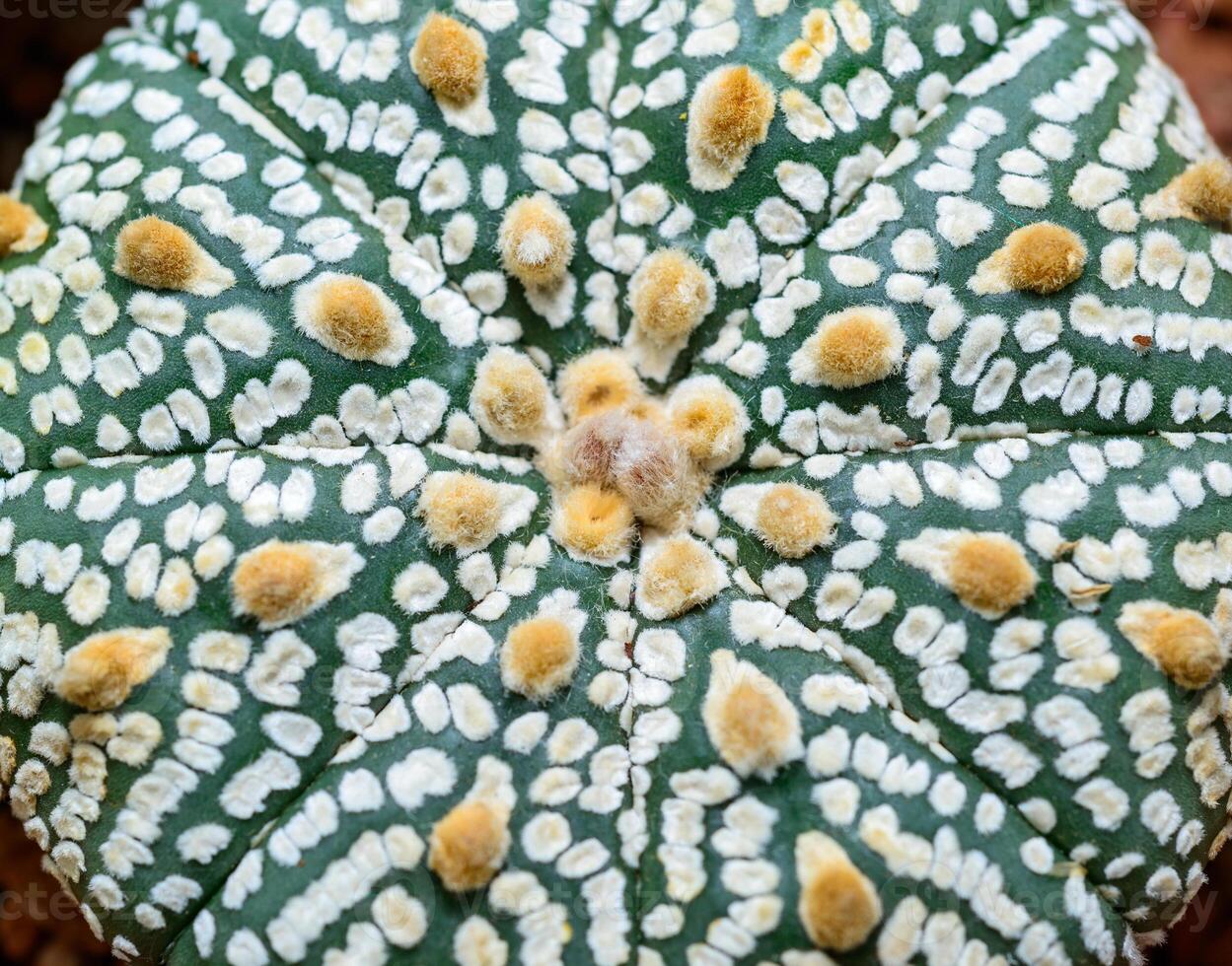 Cacti Astrophytum asterias cv. Super Kabuto, close-up of a hybrid plant from a botanical collection photo