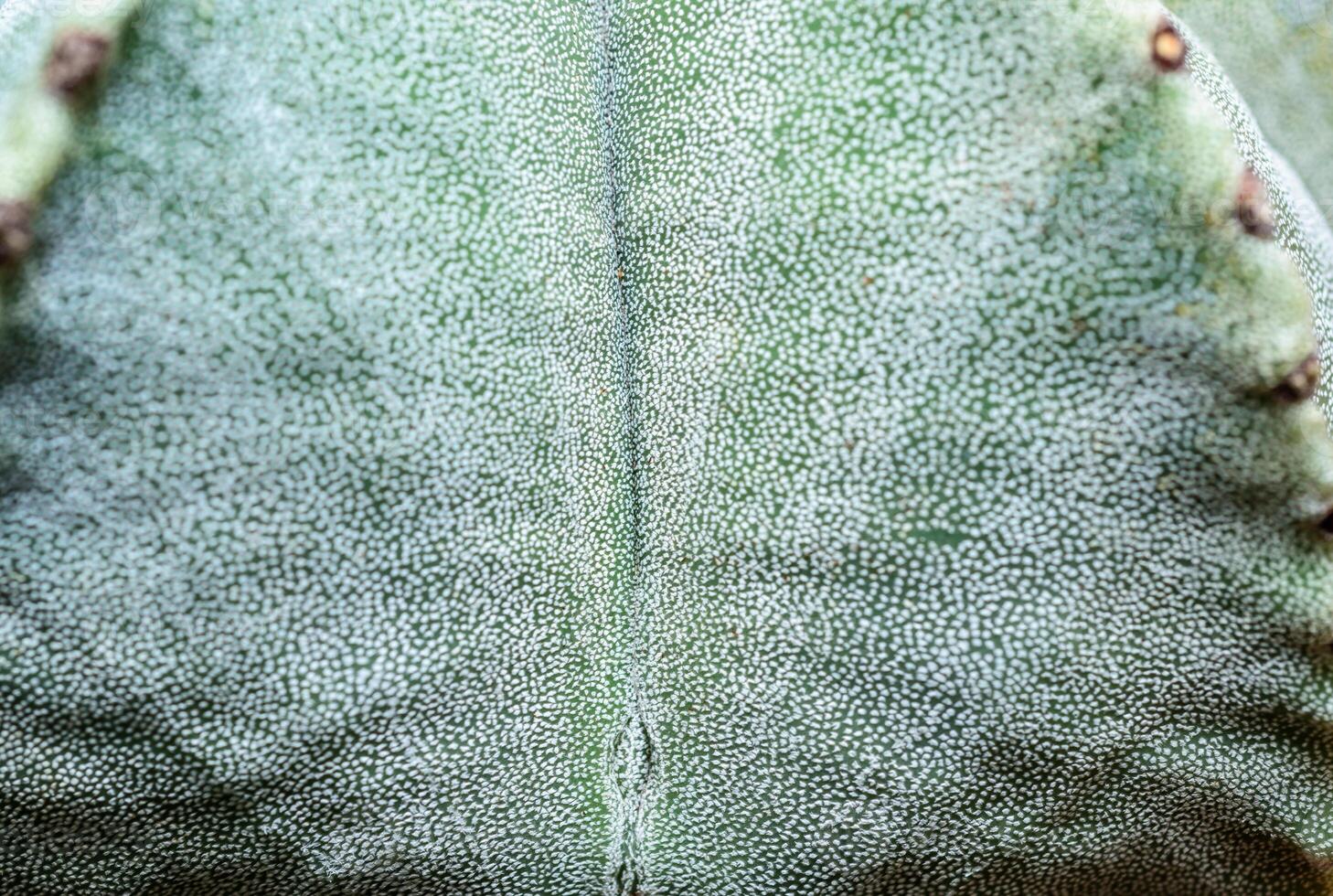 Side view, Close-up of Astrophytum cactus with small dots on stem in botanical collection photo