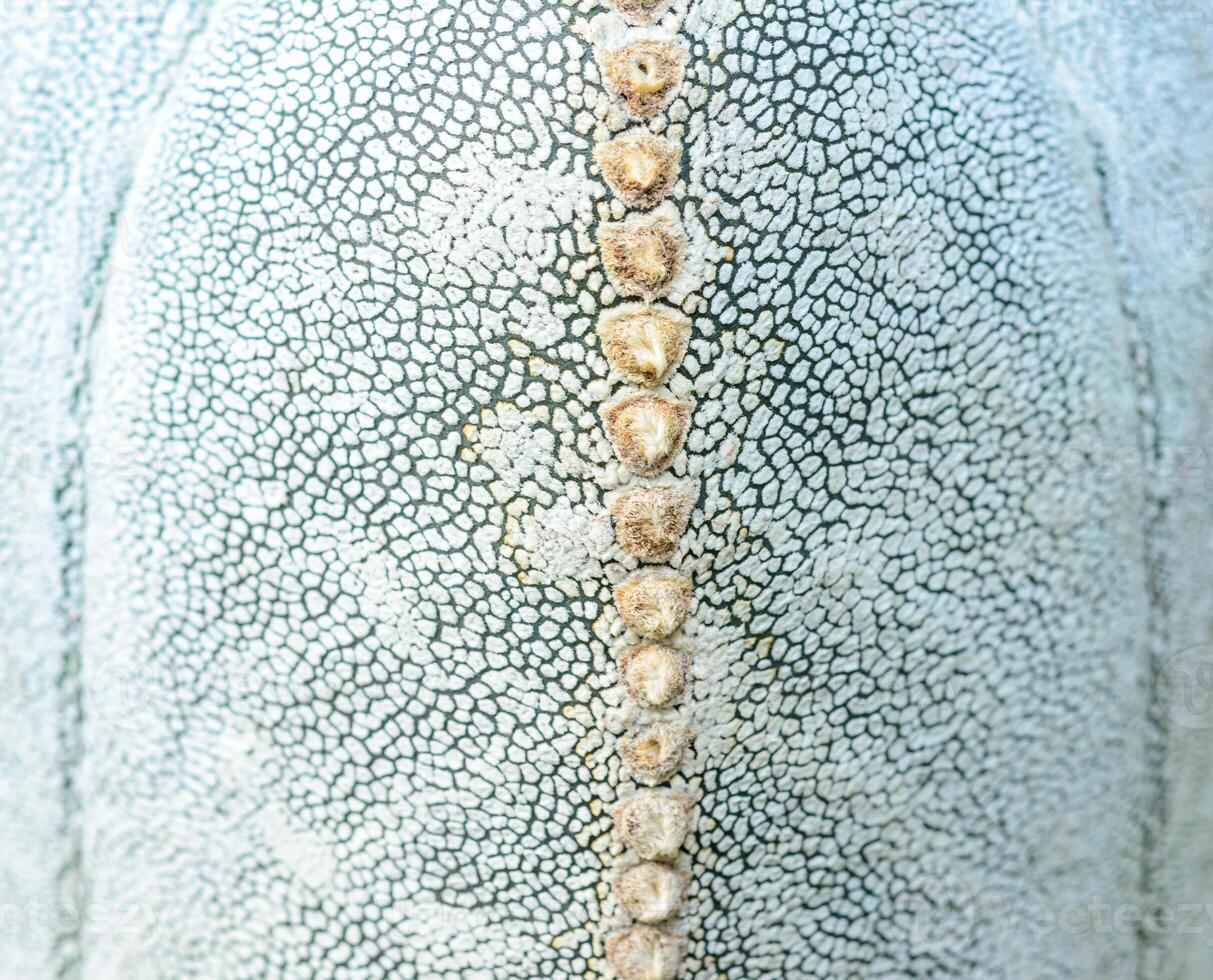 Astrophytum myriostigma - close-up of a plant with white fluffy dots on its body in a collection of succulent plants photo
