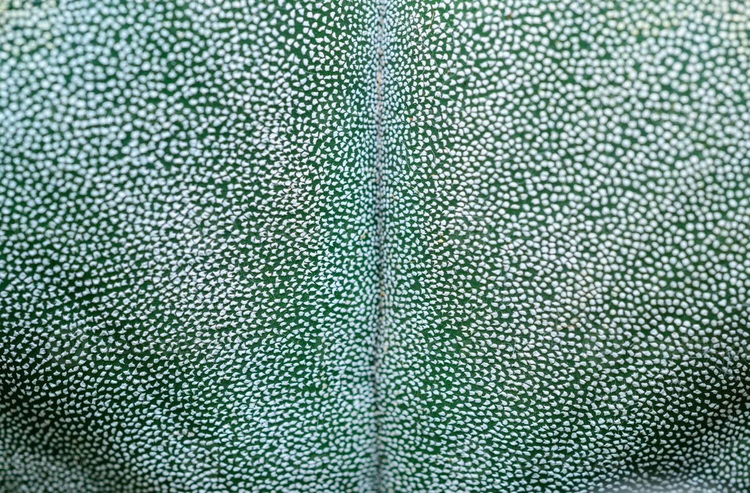 Side view, Close-up of Astrophytum cactus with small dots on stem in botanical collection photo