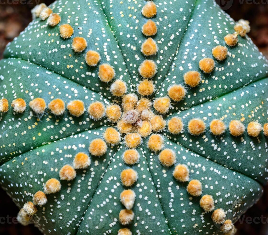 Cacti cultivar Astrophytum asterias, close-up of a hybrid plant from a botanical collection photo