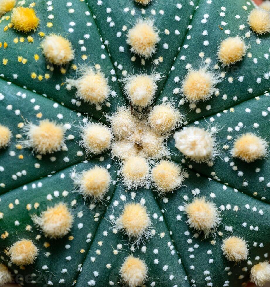 Cacti cultivar Astrophytum asterias, close-up of a hybrid plant from a botanical collection photo