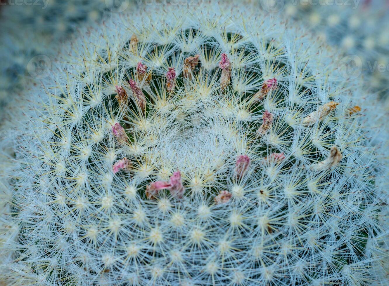 Mammillaria sp., close-up of a cactus blooming with pink flowers in spring photo