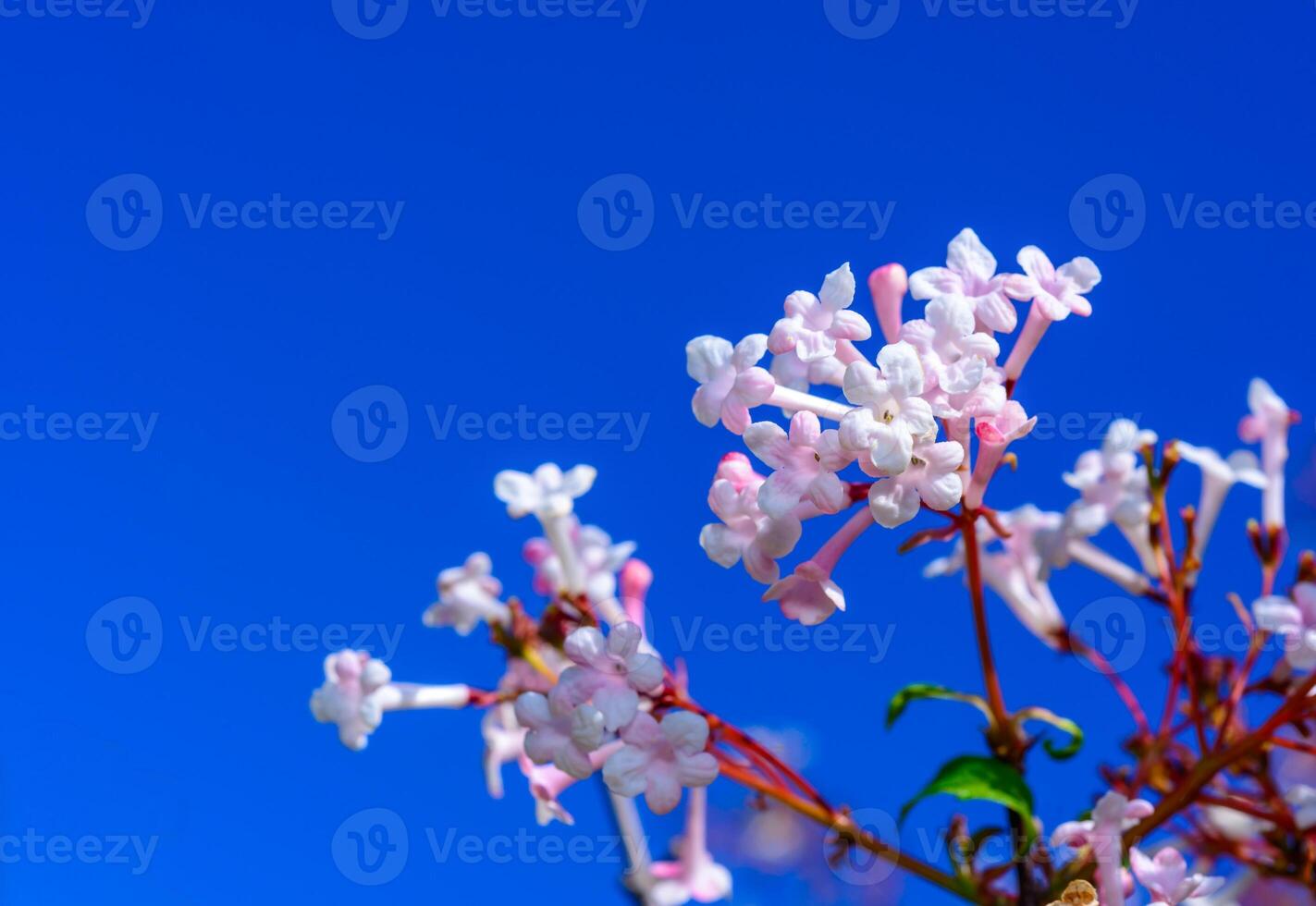 Viburnum farreri - inflorescence with pink flowers in the garden on a background of against the background of blue sky, Ukraine photo