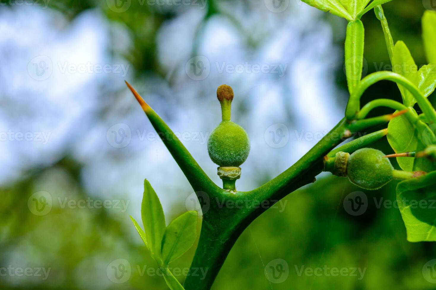 The green fruit of the Poncirus citrus plant on the bush photo