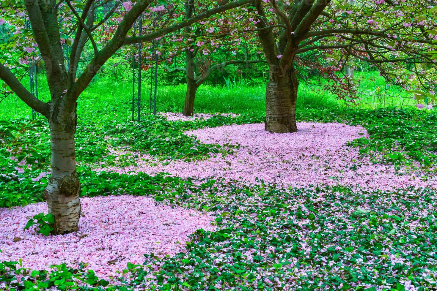 Japanese flowering cherry tree. Falled petals Sakura under the trees in the garden photo
