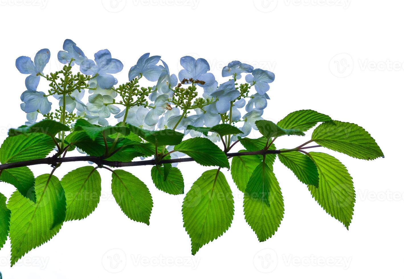 Viburnum plicatum - blooming white flowers of an ornamental shrub in the garden photo