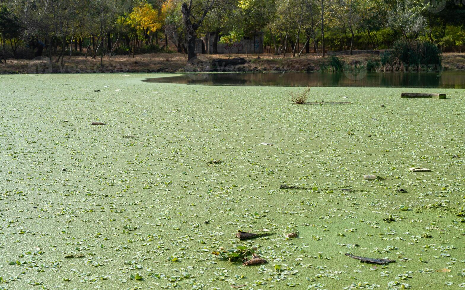 Tropical Pistia in a lake completely overgrown with duckweed and Wolffia in Odessa photo