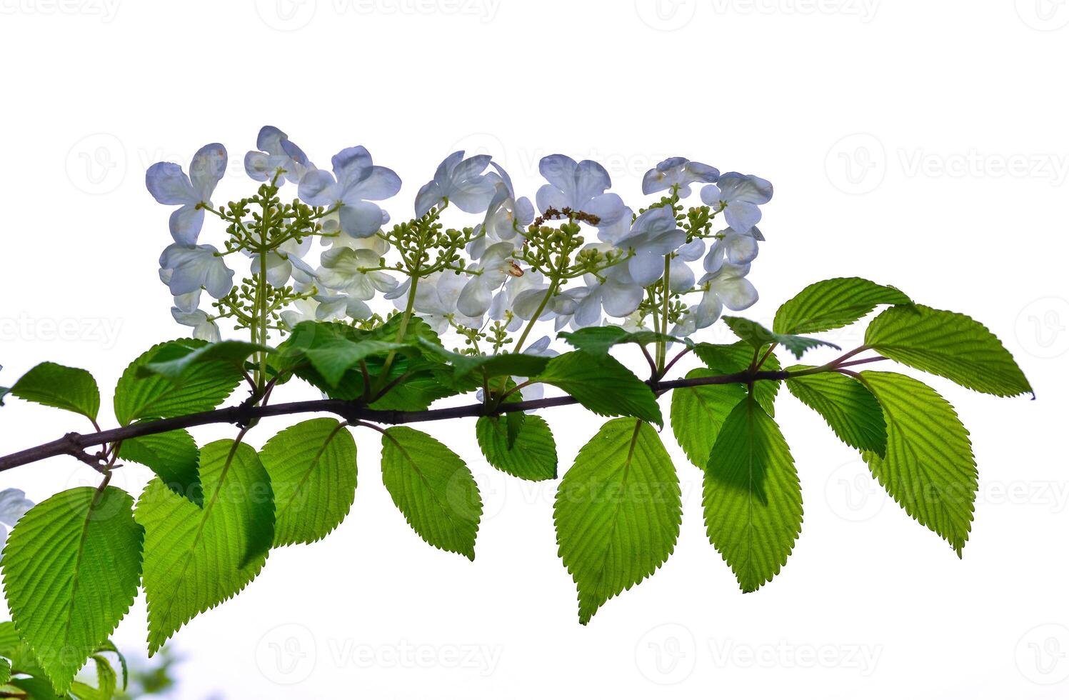 Viburnum plicatum - blooming white flowers of an ornamental shrub in the garden photo