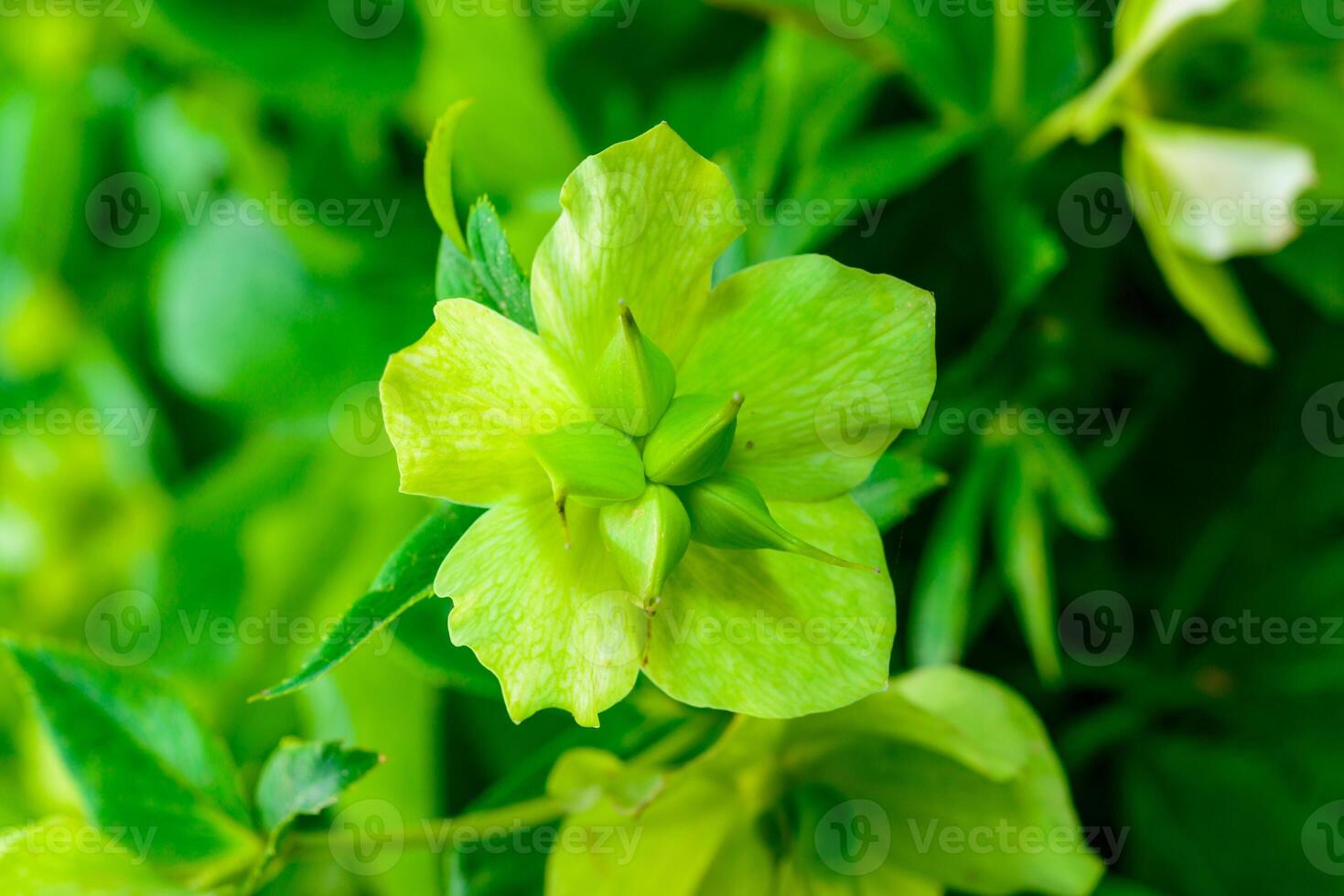Christmas rose Hellebores Hellebore sp., yellow-green fruits with seeds photo