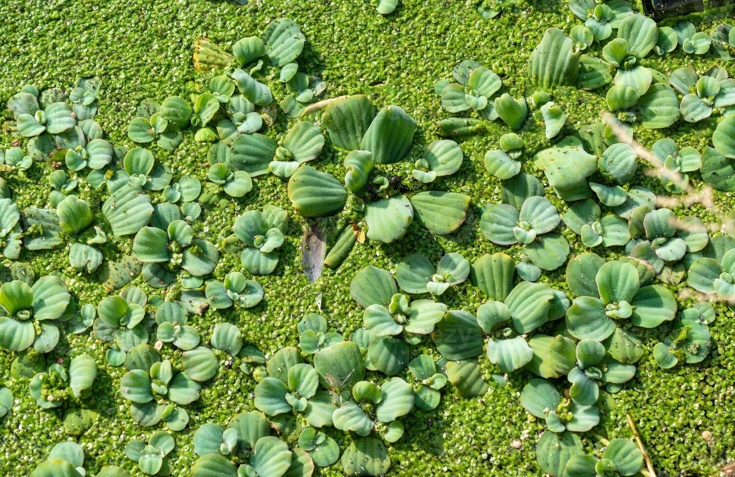 Tropical Pistia in a lake completely overgrown with duckweed and Wolffia in Odessa photo