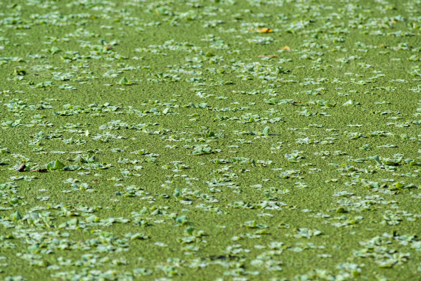 Tropical Pistia in a lake completely overgrown with duckweed and Wolffia photo