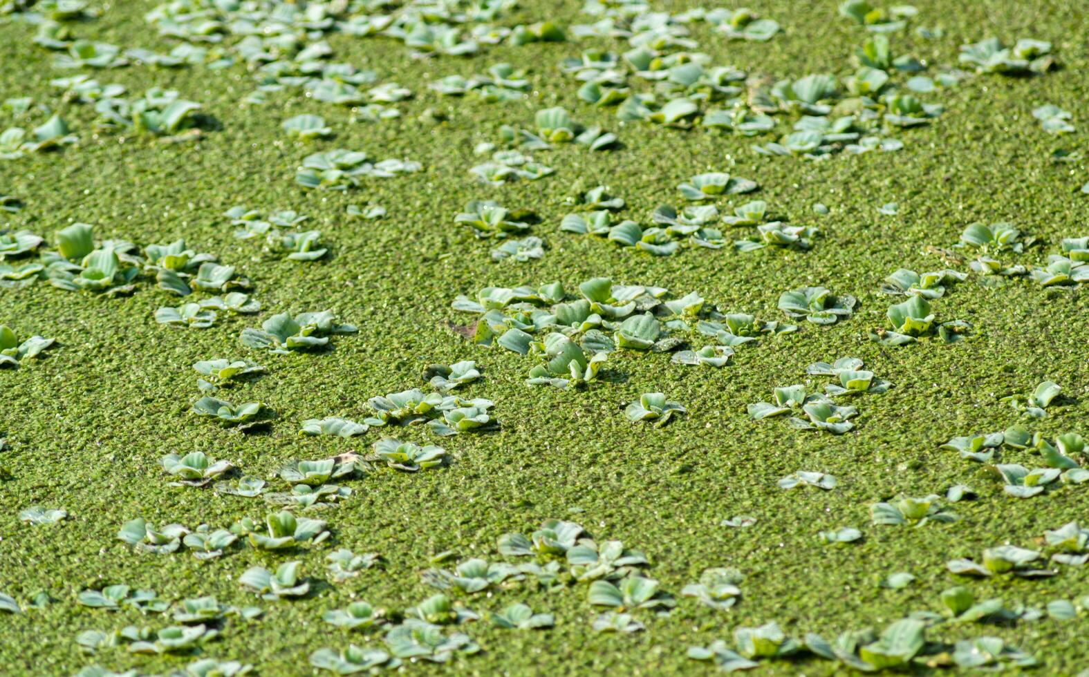 Tropical Pistia in a lake completely overgrown with duckweed and Wolffia in Odessa photo