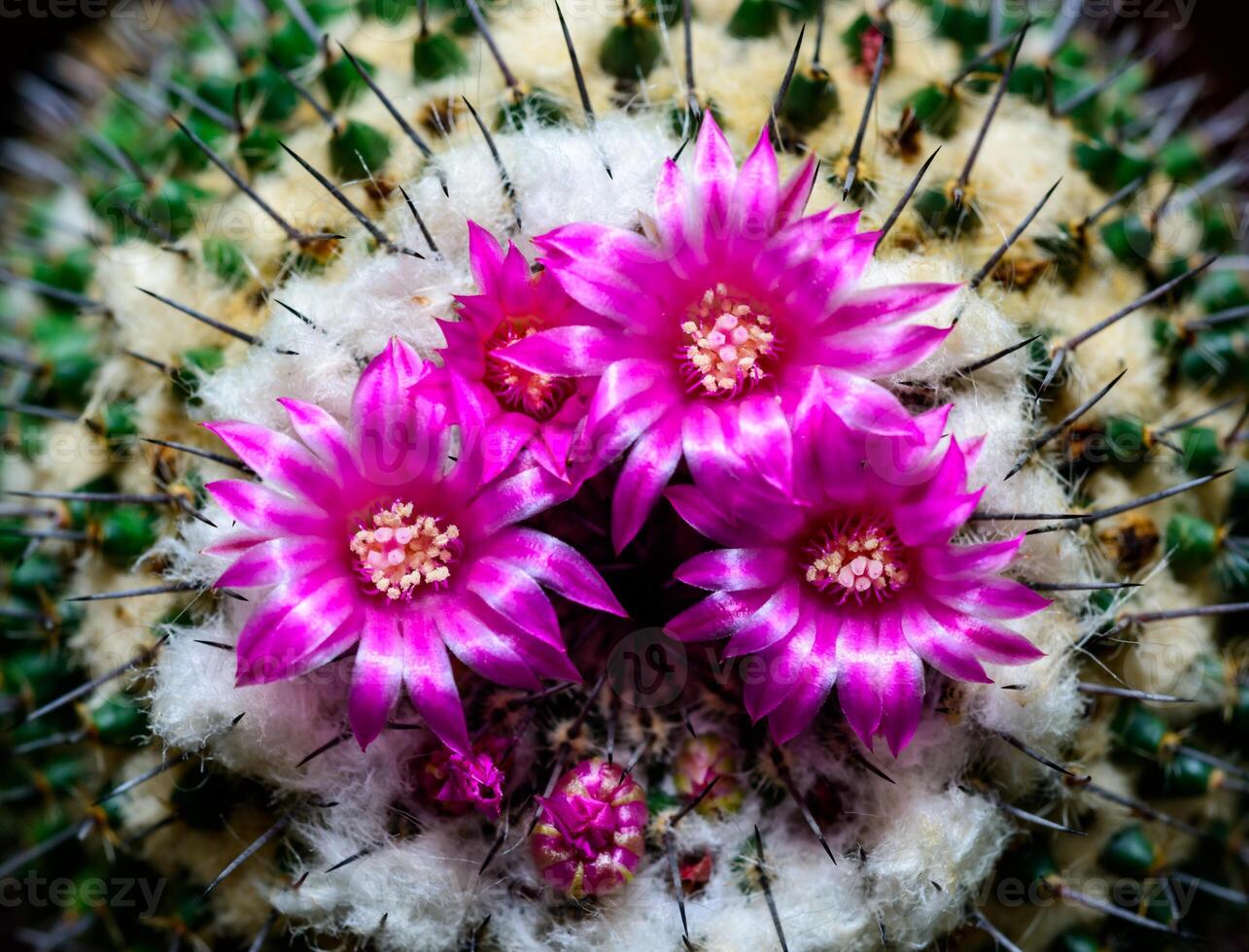 Mammillaria sp., close-up of a cactus blooming with pink flowers in spring photo