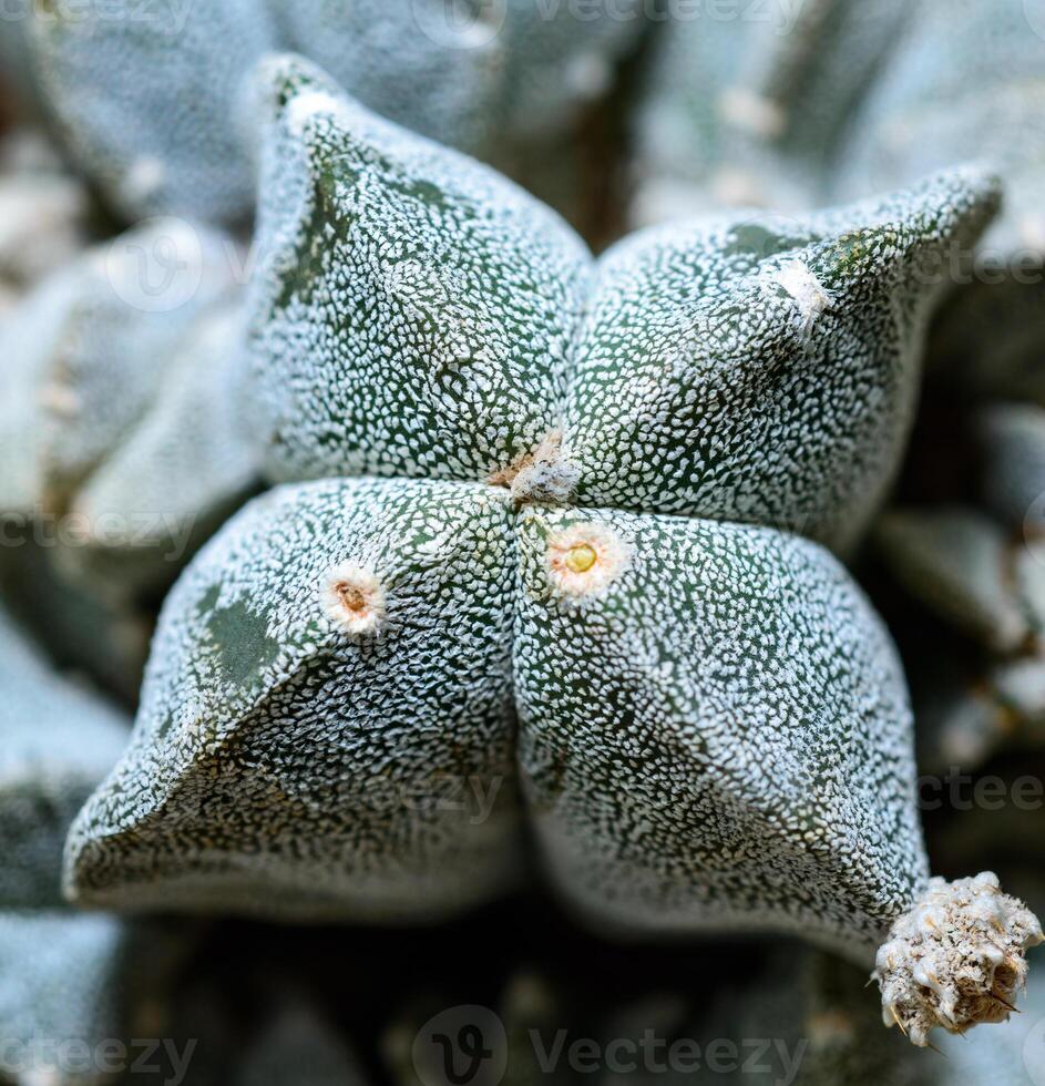 Cacti Astrophytum myriostigma - thornless cactus with white arola in the botanical collection photo