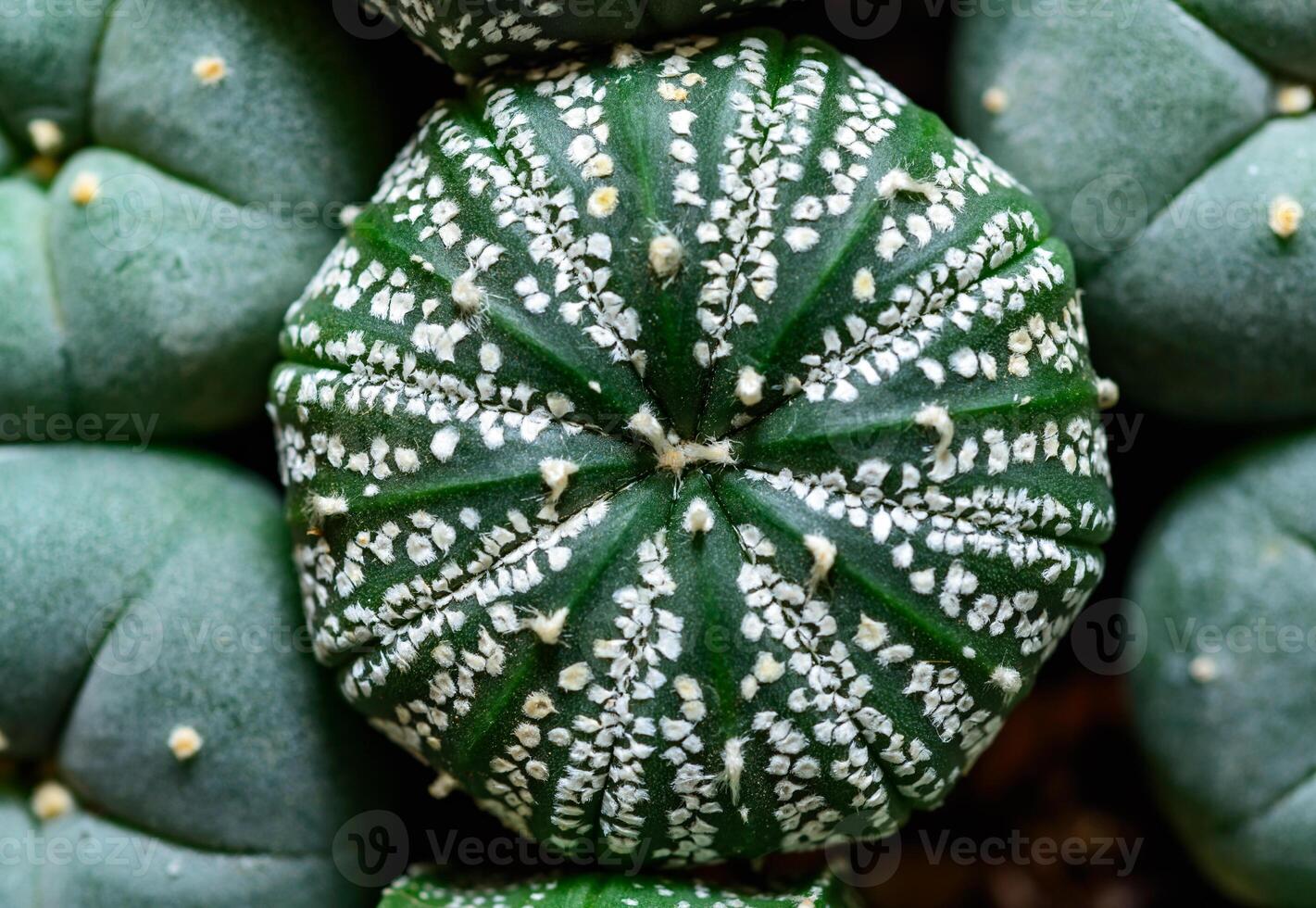 Cacti Astrophytum asterias cv. Super Kabuto, close-up of a hybrid plant from a botanical collection photo