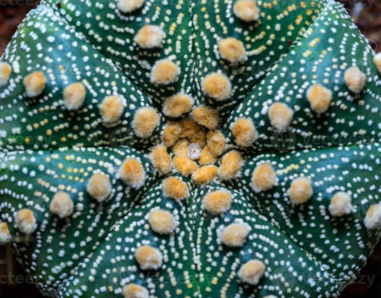 Cacti cultivar Astrophytum asterias, close-up of a hybrid plant from a botanical collection photo